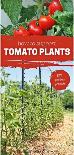 tomato plants growing in the garden with text overlay that says how to support tomato plants