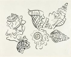 an ink drawing of seashells and shells