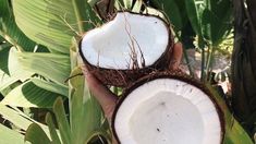 a person holding two coconuts in their hand