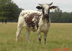 a brown and white cow standing on top of a grass covered field with trees in the background