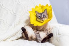 a cat with a yellow flower on its head sitting on a white blanket and looking at the camera