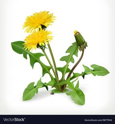 two yellow dandelions with green leaves on a white background