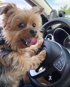 a small dog sitting on the steering wheel of a car