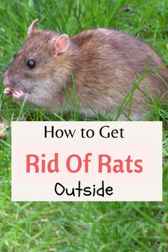 how to get rid of rats Get Rid Of Rats In Yard, Norway Rat, Mouse Poison, Bug Repellant, Getting Rid Of Rats, Bug Spray Recipe