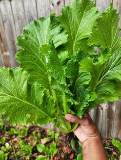 a hand holding up a green leafy plant