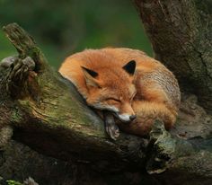 a red fox sleeping on top of a tree branch with its head resting on it's paw