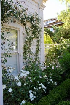 white roses growing on the side of a house