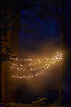 a string of lights hanging from the side of a tree in a forest at night