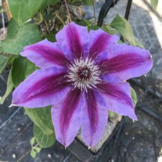 We do not currently ship to AK,AZ,CA,GU,HI,PR Grown, packaged and shipped exclusively by Wekiva Foliage. Clematis is a genus of over 250 species, most of which are woody to semi-woody deciduous vines climbing by twining leaf stalks or in some cases trailing over support, but in a few cases grow as freestanding or sprawling herbaceous perennials and small deciduous or evergreen shrubs. Most have flat, cupped or bell-shaped flowers. Some plants feature ornamental fluffy seed heads in autumn. Plant Seed Heads, Fern Plant, Starter Plants, Herbaceous Perennials, Evergreen Shrubs, Flowering Vines, Cactus And Succulents, Deep Pink, Rare Plants