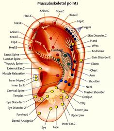 Reflexology Ear Print Musculoskeleton Points - Etsy Muscles Of The Neck, Reflexology Foot Chart, Medical Anatomy