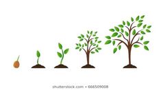 the stages of growing trees from seed to plant