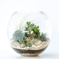 a glass bowl filled with plants on top of a table