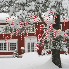 candy canes hanging from a tree in front of a red house covered in snow