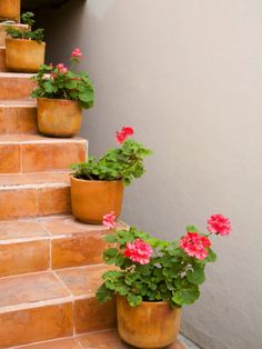 several potted flowers are on the steps