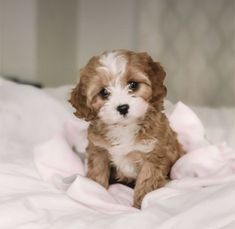 a small brown and white dog sitting on top of a bed next to a pink blanket