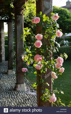 some pink flowers growing on the side of a wooden structure in a garden area with rocks and grass