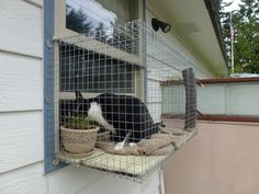 a black and white cat laying on top of a window sill