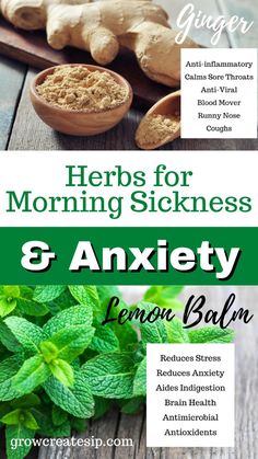 Learn about Herbs for Morning Sickness & Anxiety. Nourish your body and alleviate morning sickness during pregnancy with herbs like ginger and lemon balm. Ginger aids digestion, reduces bloating, and has anti-inflammatory properties, while also boosting immunity and circulation. Lemon balm tea helps calm anxiety and promotes better sleep. Safe in moderation, ginger and lemon balm offer natural relief. Note: Consult your doctor, as ginger should be limited near birth, and lemon balm may affect lactation. Herbs For Morning Sickness, Herbs For Pregnancy, Tea For Pregnancy, Pregnancy Herbs, Pioneer Living, Pregnancy Morning Sickness, Suburban Homestead, Medicine Recipes, Morning Sickness Remedies