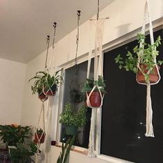 several hanging plants in pots on a window sill