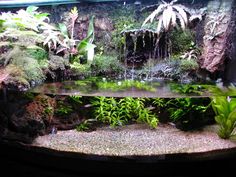 an aquarium filled with lots of plants and water