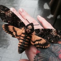 a moth sitting on the palm of someone's hand