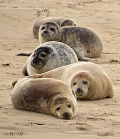 four grey seals are laying on the sand