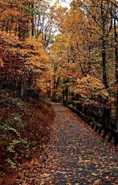 a path in the woods with lots of leaves on it