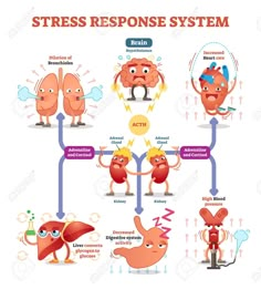 Digestive System Activities, Adrenal Dysfunction, Human Body Organs, Brain Facts, Brain Science, Anatomy Physiology, Mental Training, Nursing Study, Medical Knowledge