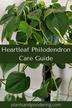 a potted plant with green leaves and text overlay that reads, heart leaf philoderon care guide