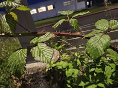 a branch with green leaves in front of a building and street lights at night time