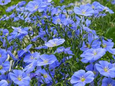 many blue flowers are growing in the grass