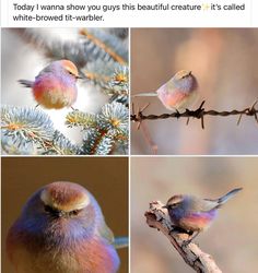 two birds sitting on top of a tree branch next to another bird with its eyes closed