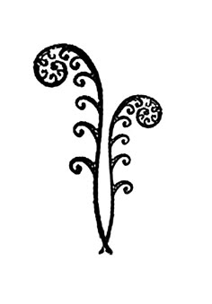 simple fiddleheads Fiddlehead Ferns, Samoan Tattoo, Handpoke Tattoo, Tattoo Clothing, Maori Art, Mountain Tattoo, Maori Tattoo