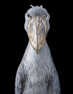 a close up of a bird on a black background with the head turned to the side