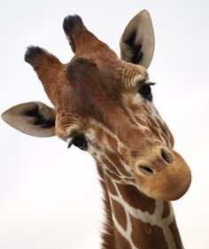 the head and neck of a giraffe against a white background