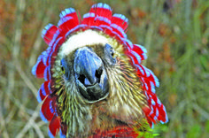 a close up of a colorful bird on a branch with grass in the background and bushes behind it