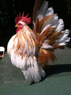 a white and brown rooster standing on top of a table