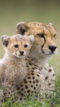 two young cheetah cubs are sitting in the grass and looking at the camera