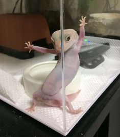 an animal that is sitting on top of a glass case with its arms in the air