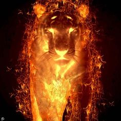 a close up of a tiger on fire