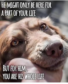 a brown dog is holding his paw up to the camera, with a quote above it that says he might only be here for a part of your life