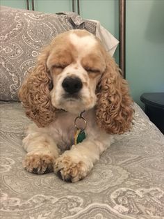 a brown and white dog laying on top of a bed