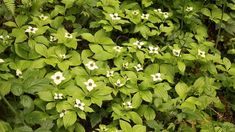 some white flowers and green leaves on the ground