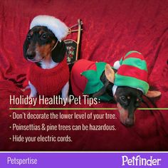 two small dogs wearing christmas hats and sweaters on a red blanket with the caption holiday healthy pet tips don't decorate the lower level of your tree