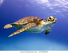 a green turtle swimming in the ocean