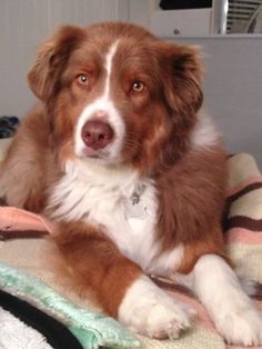 a brown and white dog laying on top of a blanket