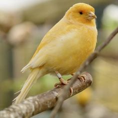 a yellow bird sitting on top of a tree branch