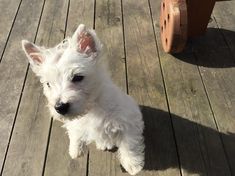 a small white dog sitting on top of a wooden floor