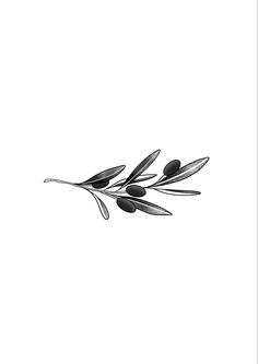 an olive branch is shown in black and white on a plain background, as well as the outline of its leaves