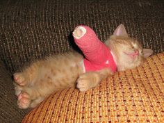 a cat laying on top of a couch with a pink sock